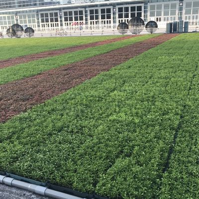 Les plateaux verts modernes sont la solution ultime pour planter des fleurs et des légumes