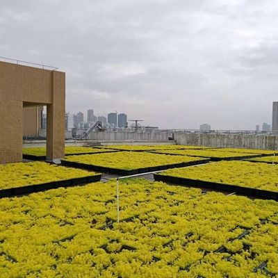 Les plateaux verts modernes sont la solution ultime pour planter des fleurs et des légumes