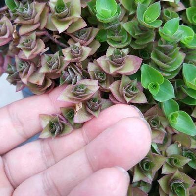 Planteur de jardin en plastique carré avec matériau HDPE et finition non revêtue