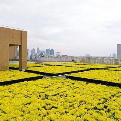Planteur de jardin en plateau en plastique pour le jardinage