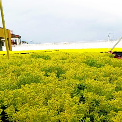 Systèmes de plateaux de toits verts en plastique pour des solutions de plantation durables