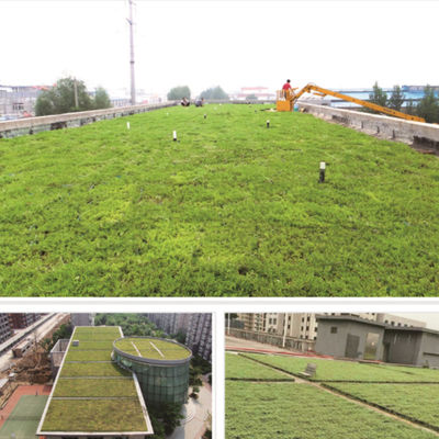 Système de plateau modulaire écologique Sedum pour la plantation de fleurs et de légumes
