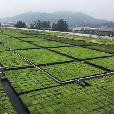 Système de plateau modulaire écologique Sedum pour la plantation de fleurs et de légumes